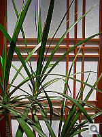Click to see YDSCN0223.JPG