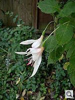 Click to see YDSCN0233.JPG