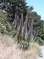 Click to see YDSCN0513.JPG