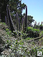 Click to see YDSCN0524.JPG