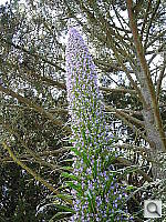 Click to see YDSCN0525.JPG