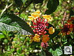 Click to see YDSCN0527.JPG