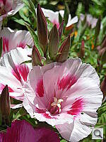 Click to see YDSCN0531.JPG