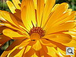 Click to see YDSCN0538.JPG