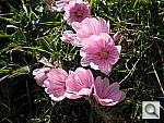 Click to see YDSCN0327.JPG