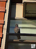 Click to see YDSCN0048.JPG