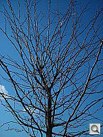 Click to see YDSCN0066.JPG