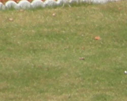 Nikon Coolpix P1 digital camera image