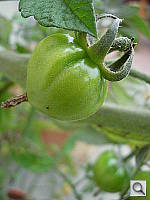 Click to see YDSCN0524.JPG