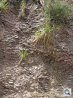 Click to see YDSCN0594.JPG