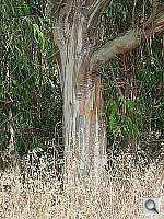 Click to see YDSCN0596.JPG