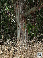 Click to see YDSCN0597.JPG