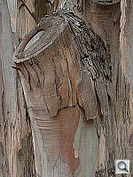 Click to see YDSCN0605.JPG
