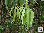 Click to see YDSCN0606.JPG