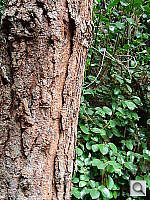 Click to see YDSCN0618.JPG