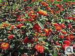 Click to see YDSCN0625.JPG