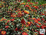 Click to see YDSCN0626.JPG