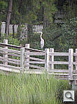 Click to see YDSCN0460.jpg