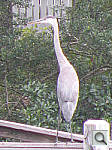 Click to see YDSCN0462.jpg
