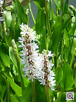 Click to see yDSCN0554.JPG