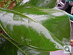 Click to see YDSCN0262.JPG