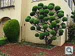 Click to see YDSCN0266.JPG