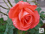 Click to see YDSCN0267.JPG