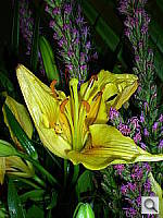 Click to see YDSCN0024.JPG