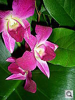 Click to see YDSCN0026.JPG