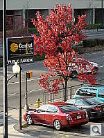 Click to see YCPS4DSCN0014.JPG