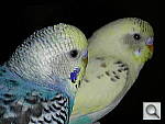Click to see YCPS4DSCN0050.JPG
