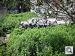 Click to see YDSCN0453.JPG