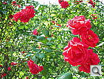 Click to see YDSCN0468.JPG