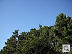 Click to see YDSCN0593.JPG