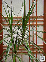 Click to see YDSCN0777.JPG