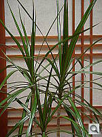 Click to see YDSCN0292.JPG