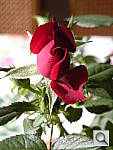 Click to see YDSCN0846.JPG