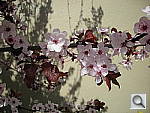 Click to see YDSCN0888.JPG