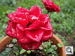 Click to see YDSCN0004.JPG