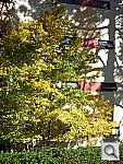 Click to see YDSCN0031.JPG