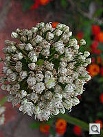 Click to see YDSCN0486.JPG