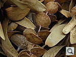 Click to see YDSCN0489.JPG