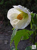 Click to see YDSCN0570.JPG