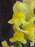 Click to see YDSCN0572.JPG