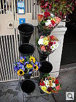 Click to see YDSCN0337.JPG
