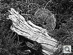 Click to see YDSCN0010.JPG