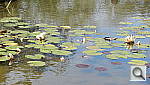 Click to see YDSCN0070.JPG