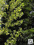 Click to see YDSCN0081.JPG