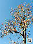 Click to see YS9100_021.JPG