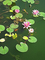 Click to see YIMG_8689.JPG